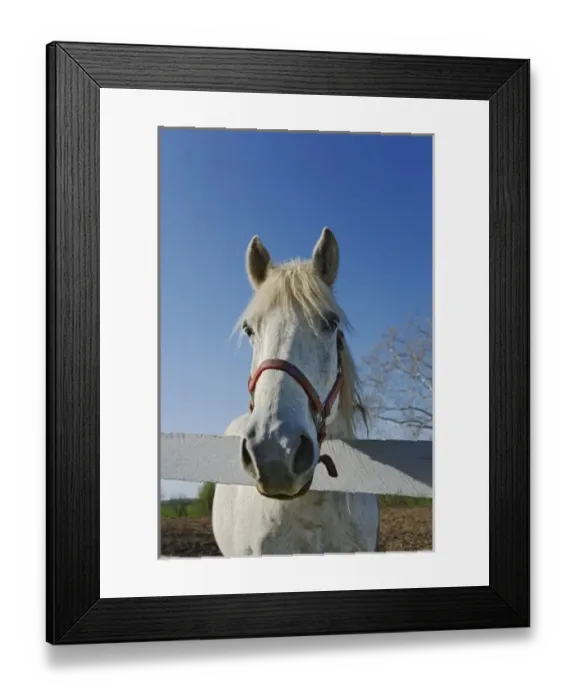 Framed Print : White horse looking over fence, Shaker Village of Pleasant Hill, near Harrodsburg Framed Print : White horse looking over fence, Shaker Village of Pleasant Hill, near Harrodsburg