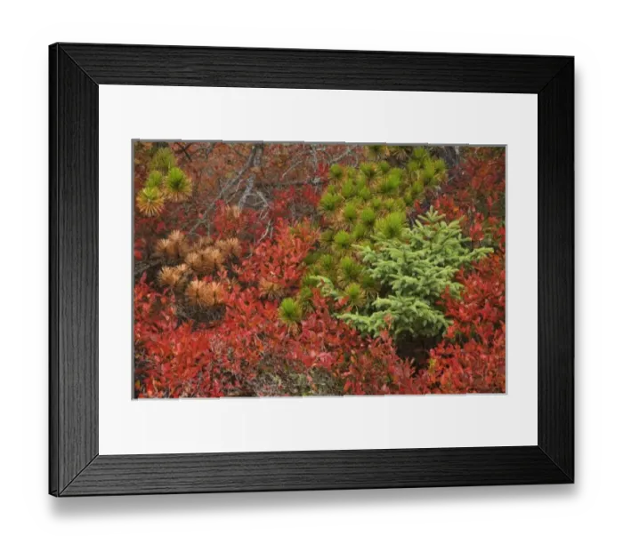 Framed Print : USA, Maine, Acadia National Park, Pines and blueberry bushes in the fall Framed Print : USA, Maine, Acadia National Park, Pines and blueberry bushes in the fall