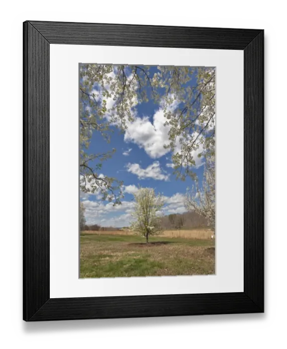 Framed Print : Crabapple tree in bloom, Kentucky Framed Print : Crabapple tree in bloom, Kentucky