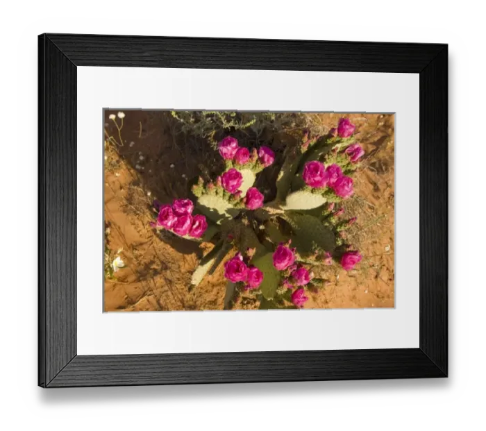 Framed Print : Beavertail Cactus, Opuntia BAsilaris, Mohave Desert, Whitney Pockets, near Mesquite Framed Print : Beavertail Cactus, Opuntia BAsilaris, Mohave Desert, Whitney Pockets, near Mesquite
