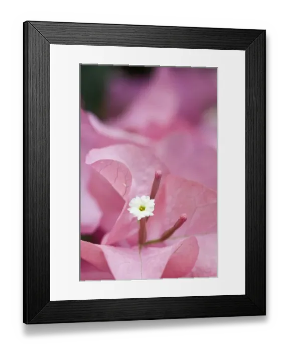Framed Print : USA, Georgia, Pine Mountain. A closeup of a bouganvilla flower