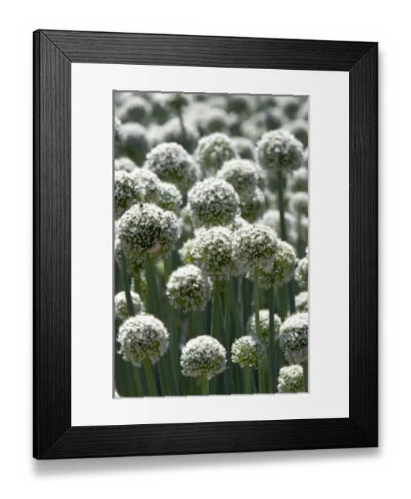 Framed Print : USA, North America, Idaho Framed Print : USA, North America, Idaho