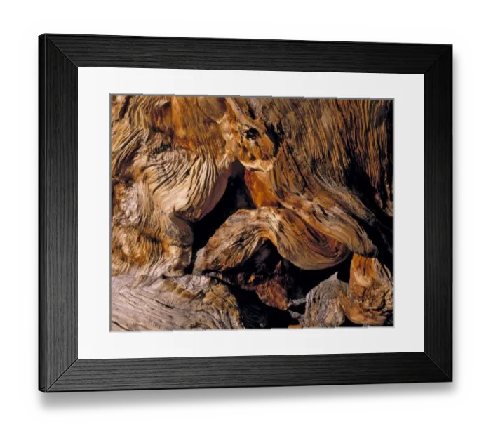 Framed Print : USA, Nevada, Great Basin NP. The beautifully twisted trunk of a bristlecone pine Framed Print : USA, Nevada, Great Basin NP. The beautifully twisted trunk of a bristlecone pine