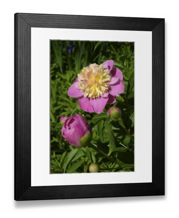 Framed Print : USA; Massachusetts; Reading; pink paeonies in bloom Framed Print : USA; Massachusetts; Reading; pink paeonies in bloom
