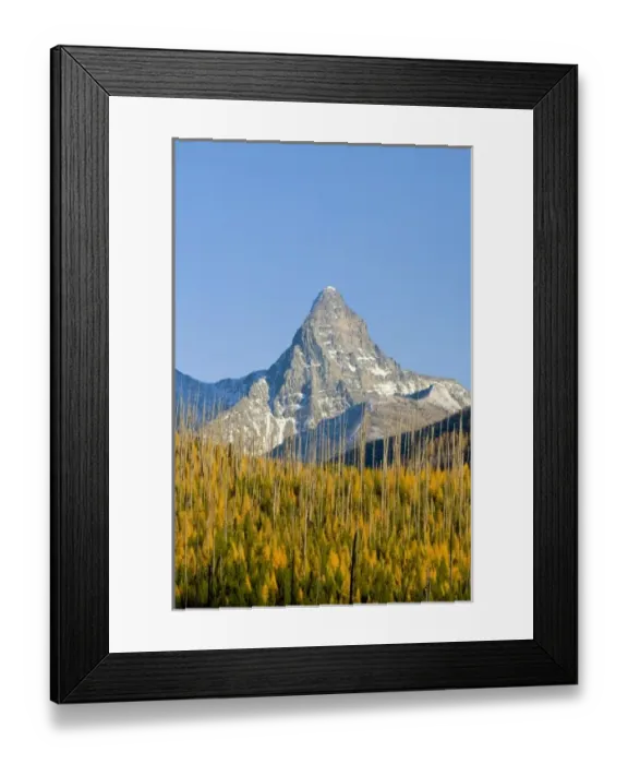 Framed Print : Autumn larch trees frame Mount St Nicholas in Glacier National Park in Montana