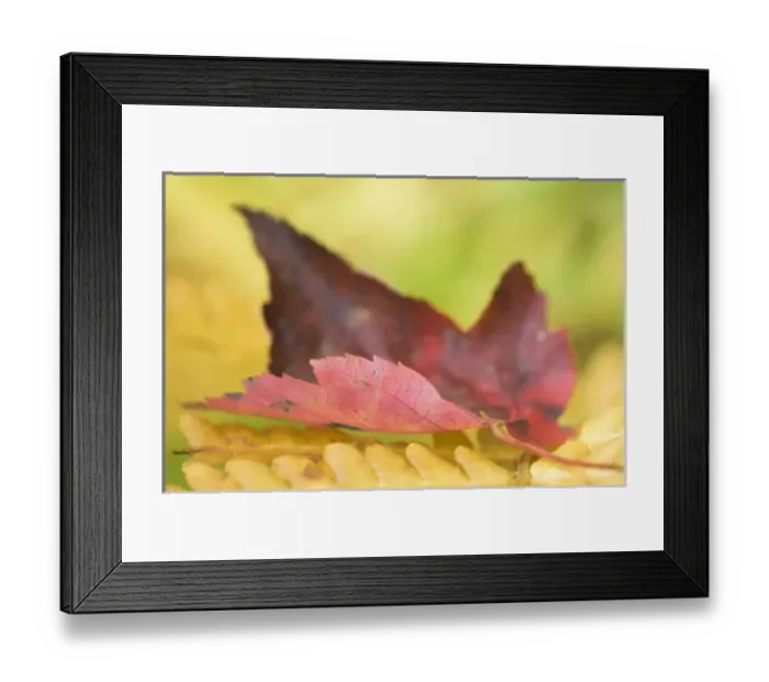 Framed Print : USA, North America, Maine Framed Print : USA, North America, Maine