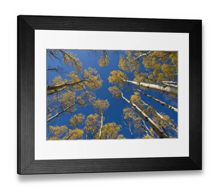 Framed Print : Looking up at an aspen grove in peak fall color in Glacier National Park in Montana Framed Print : Looking up at an aspen grove in peak fall color in Glacier National Park in Montana