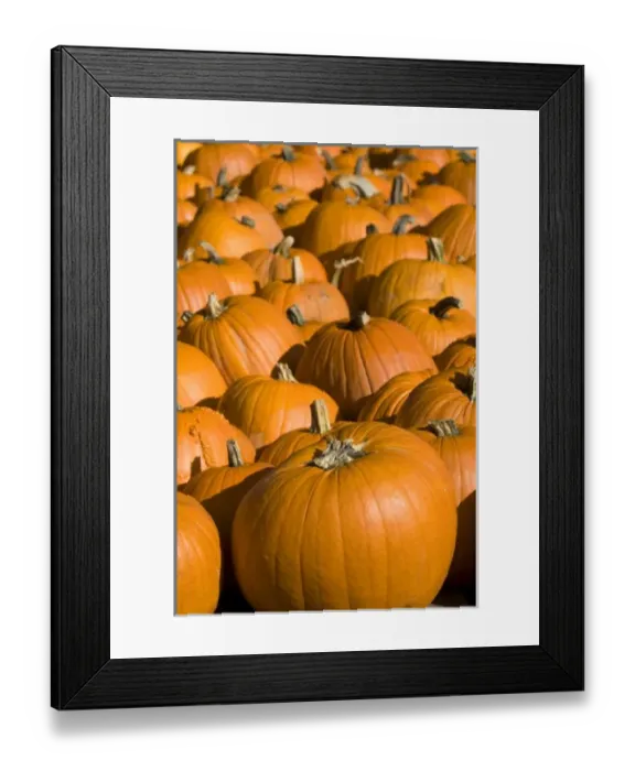 Framed Print : A display of pumpkins in the city of Concord, New Hampshire, USA Framed Print : A display of pumpkins in the city of Concord, New Hampshire, USA