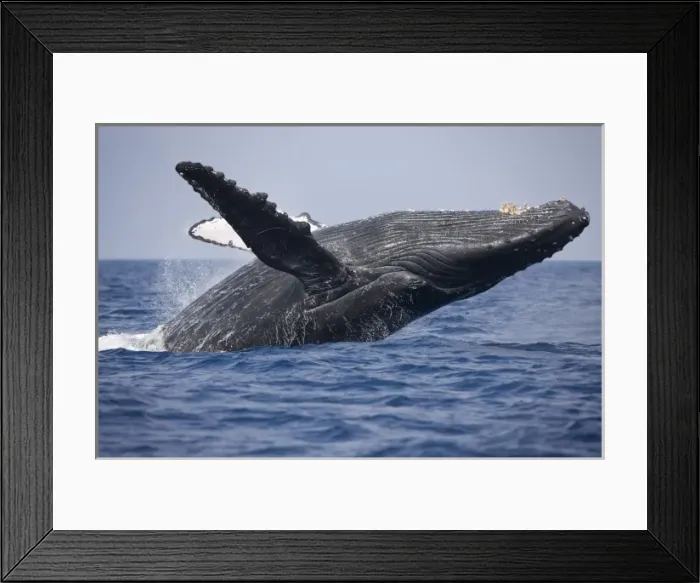 Framed Print : USA, Hawaii, Big Island, Humpback Whale (Megaptera novaengliae) breaching in Pacific