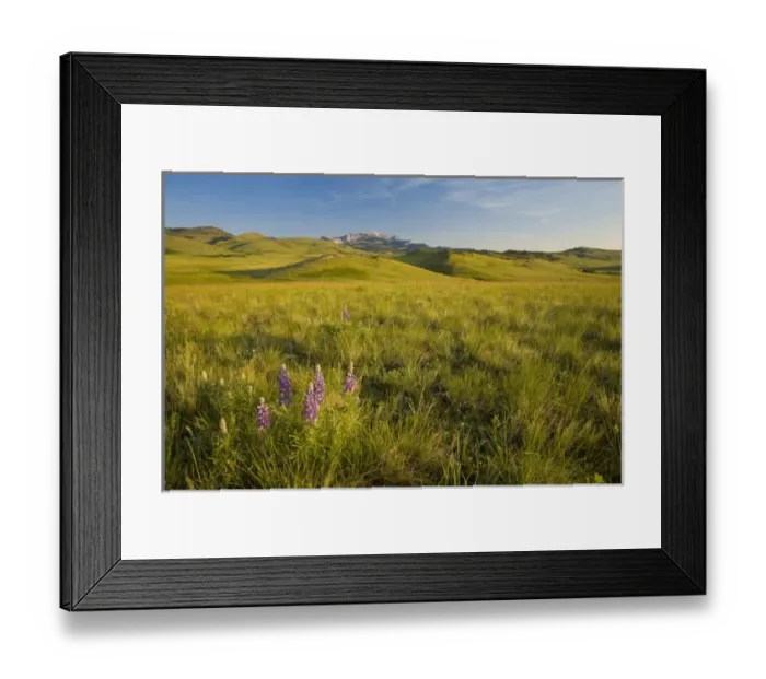 Framed Print : USA, North America, Montana Framed Print : USA, North America, Montana