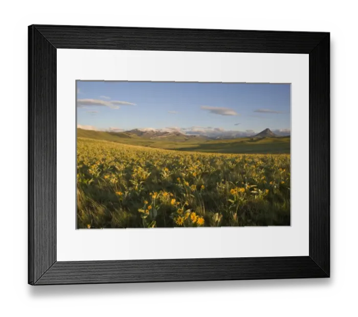 Framed Print : Arrowleaf balsamroot covers the foothills near Haystack Butte at the southern end
