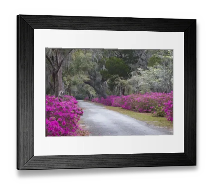 Framed Print : USA, Georgia, Savannah, Drive in Historic Bonaventure Cemetery in the spring Framed Print : USA, Georgia, Savannah, Drive in Historic Bonaventure Cemetery in the spring