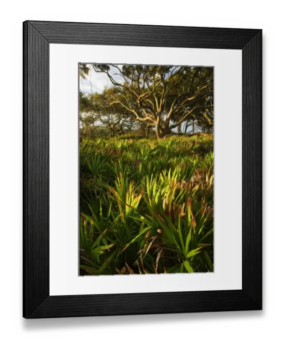 Framed Print : USA, North America, Georgia Framed Print : USA, North America, Georgia