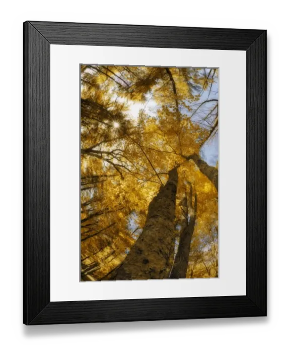 Framed Print : North America, USA, Maine, Bethel, digitally altered tall trees with golden leaves