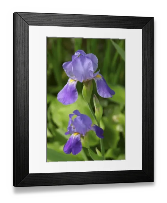 Framed Print : USA, Massachusetts, Reading, bearded iris blooming in garden Framed Print : USA, Massachusetts, Reading, bearded iris blooming in garden