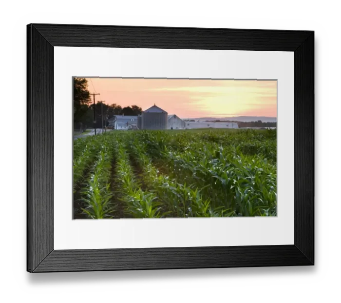 Framed Print : A cornfield on a farm in Hadley, Massachusetts. Sunset Framed Print : A cornfield on a farm in Hadley, Massachusetts. Sunset