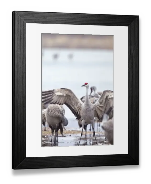 Framed Print : Sandhill cranes (Grus Canadensis) on the Platte River during spring migration near Kearney Framed Print : Sandhill cranes (Grus Canadensis) on the Platte River during spring migration near Kearney