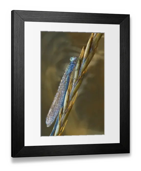 Framed Print : USA, Montana. Damsel fly on stalk in early morning light Framed Print : USA, Montana. Damsel fly on stalk in early morning light