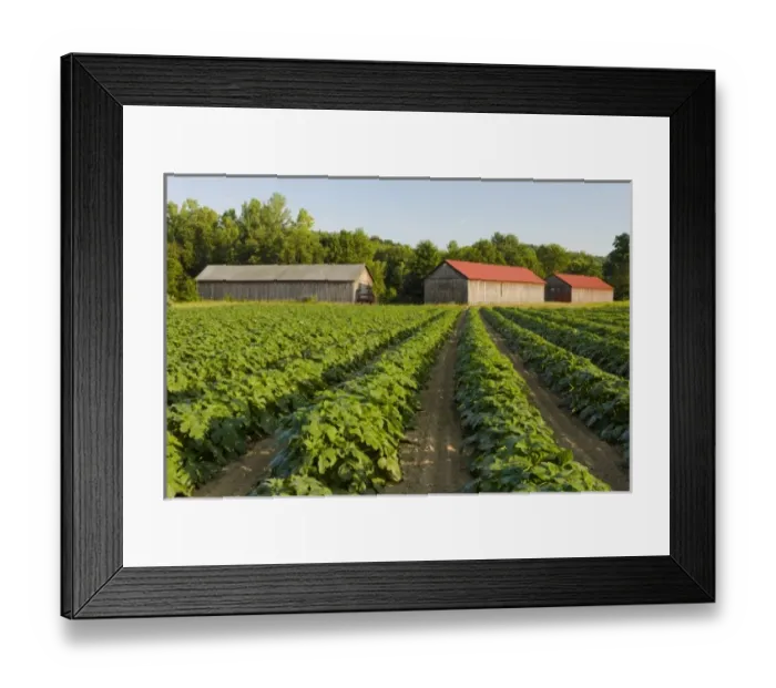 Framed Print : USA, North America, Massachusetts Framed Print : USA, North America, Massachusetts