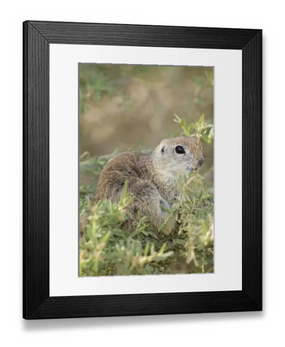 Framed Print : USA, North America, Nevada Framed Print : USA, North America, Nevada