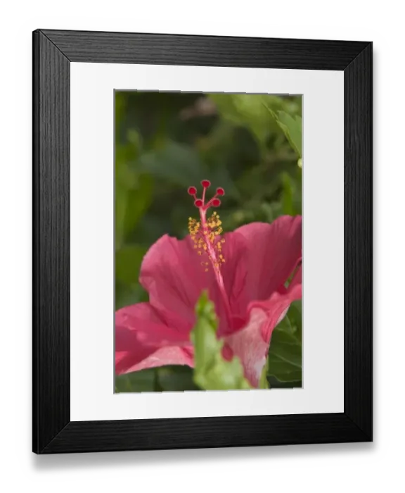 Framed Print : USA, Hawaii, Kauai, Hibiscus Framed Print : USA, Hawaii, Kauai, Hibiscus