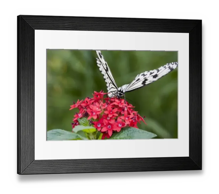 Framed Print : USA, Georgia, Pine Mountain. Paper Kite butterfly