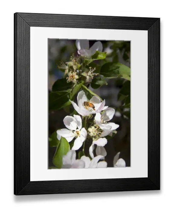 Framed Print : USA, North America, Idaho Framed Print : USA, North America, Idaho