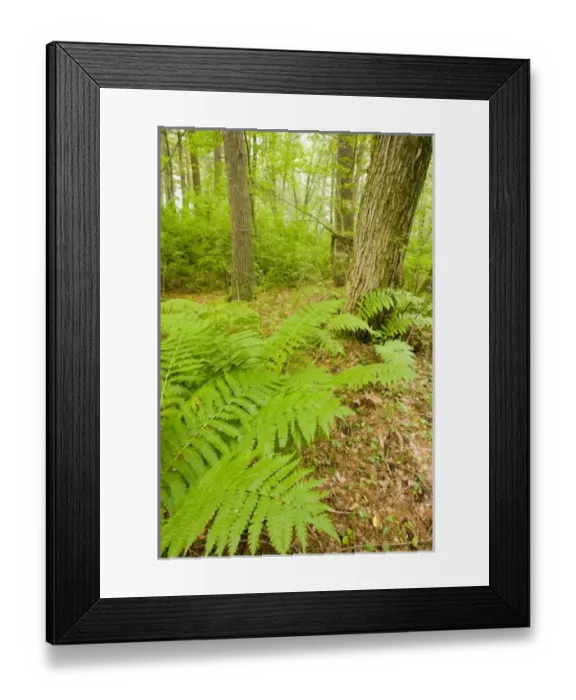 Framed Print : USA, North America, Massachusetts Framed Print : USA, North America, Massachusetts
