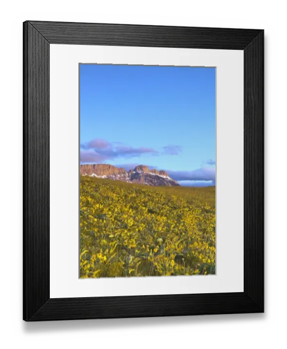 Framed Print : Vast field of arrowleaf balsomroot wildflowers with Sawtooth Ridge at first light Framed Print : Vast field of arrowleaf balsomroot wildflowers with Sawtooth Ridge at first light