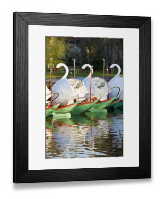 Framed Print : USA, Massachusetts, Boston. Public Garden, Swanboats Framed Print : USA, Massachusetts, Boston. Public Garden, Swanboats