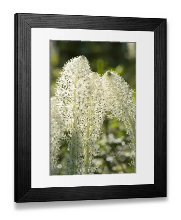 Framed Print : USA, North America, Montana Framed Print : USA, North America, Montana