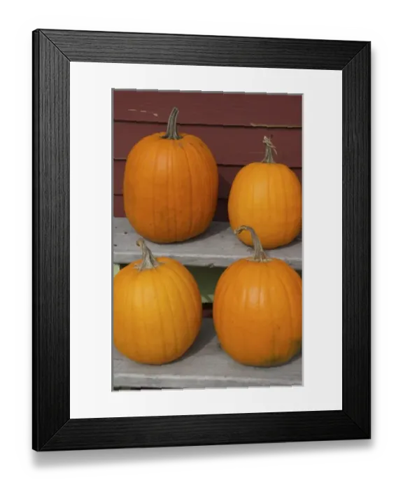 Framed Print : USA, New England, Massachusetts, Natick, Lookout Farm, pumpkins Framed Print : USA, New England, Massachusetts, Natick, Lookout Farm, pumpkins