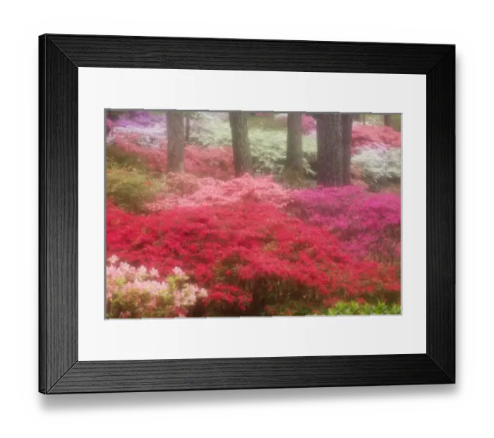 Framed Print : USA; Georgia; Pine Mountain. Azaleas at Callaway Gardens in the spring Framed Print : USA; Georgia; Pine Mountain. Azaleas at Callaway Gardens in the spring