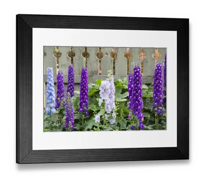 Framed Print : USA, Georgia, Pine Mountain. Delphiniums blooming against the fence in a flower garden Framed Print : USA, Georgia, Pine Mountain. Delphiniums blooming against the fence in a flower garden