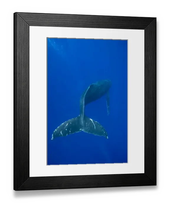 Framed Print : USA, Hawaii, Big Island, Underwater view of Humpback Whale (Megaptera novaengliae) Framed Print : USA, Hawaii, Big Island, Underwater view of Humpback Whale (Megaptera novaengliae)