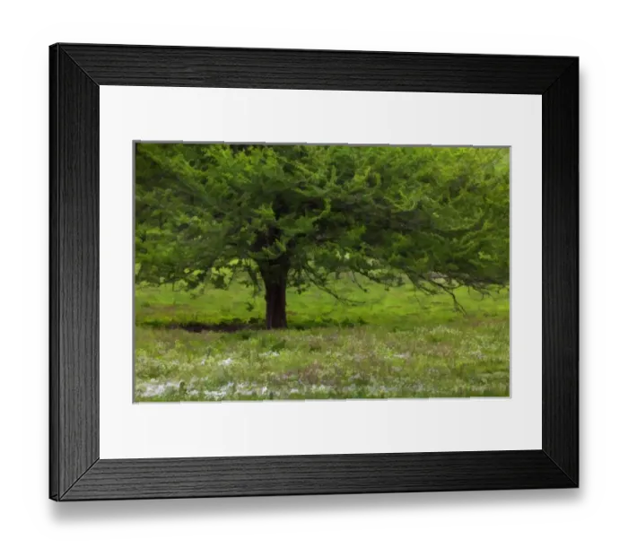 Framed Print : Tree and spring wildflowers, Lexington, Kentucky