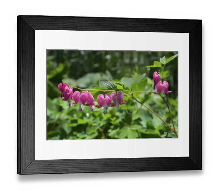 Framed Print : USA; Massachusetts; Boylston; Tower Hill Botanic Garden; close-up of pink bleeding heart