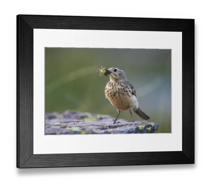 Framed Print : American Pipit, Anthus rubescens, adult with insect prey, Logan Pass, Glacier National Park