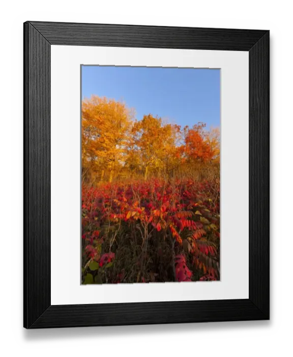 Framed Print : Sumac and maple trees autumn colors in Maplewood State Park near Pelican Rapids, Minnesota