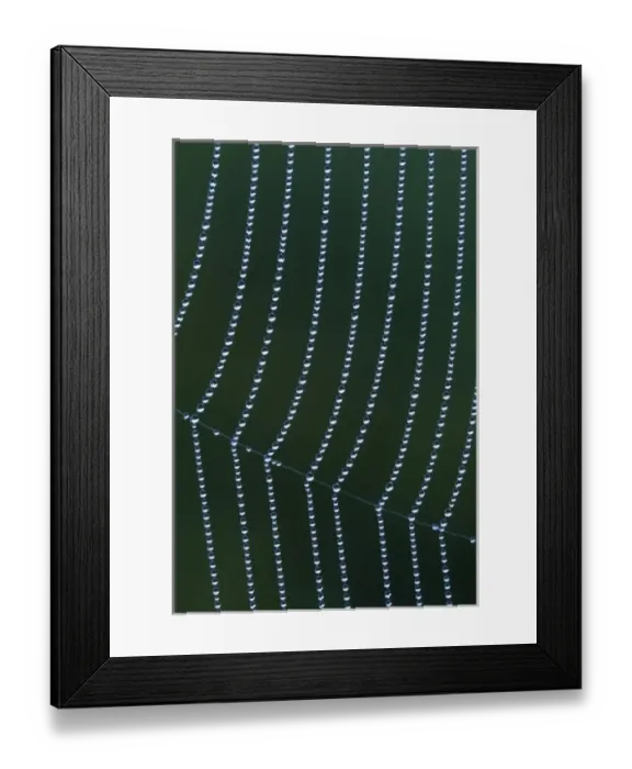 Framed Print : USA, Michigan. Vertical dew web strands with horizontal junction Framed Print : USA, Michigan. Vertical dew web strands with horizontal junction