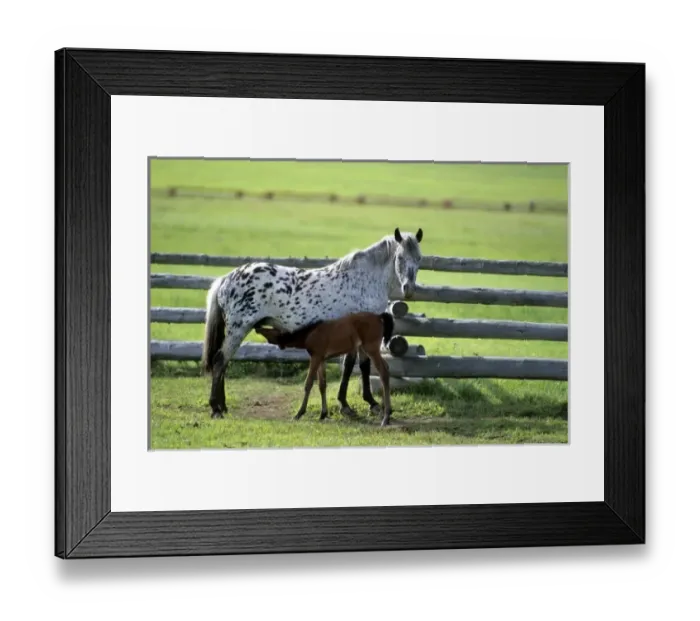 Framed Print : Appaloosa mare and colt horse Framed Print : Appaloosa mare and colt horse