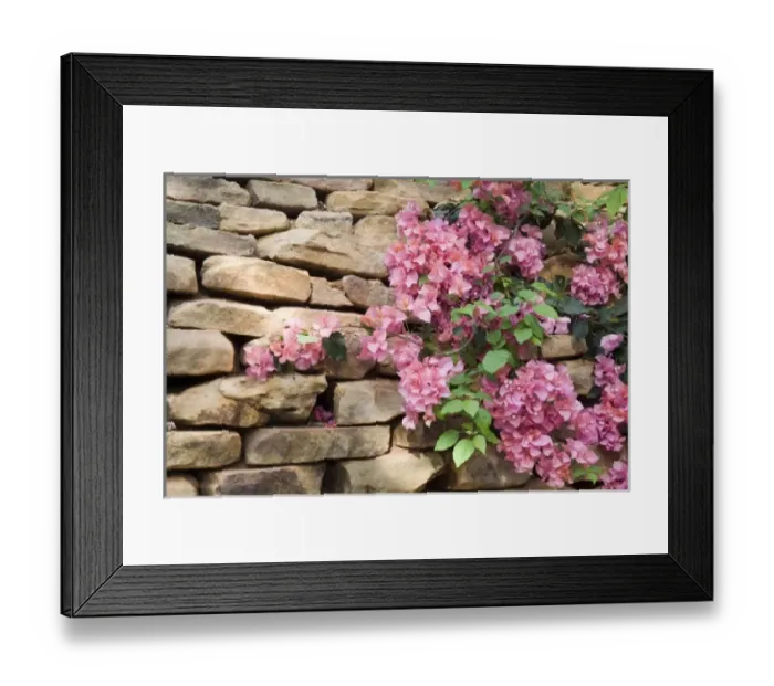 Framed Print : USA, Georgia, Pine Mountain. Bouganvilla blooming against a rock wall