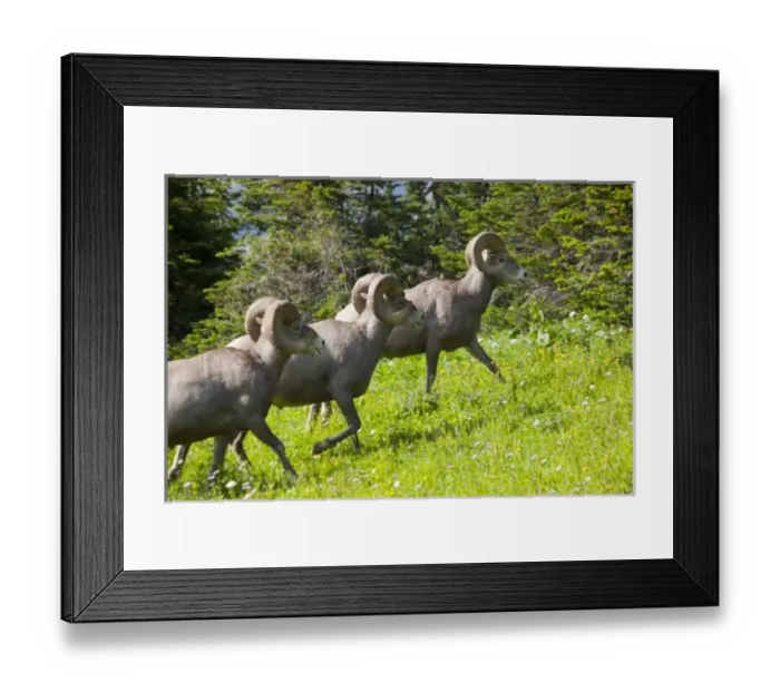 Framed Print : USA, North America, Montana Framed Print : USA, North America, Montana