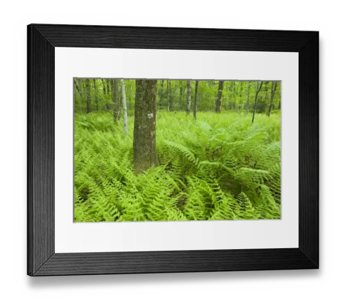Framed Print : USA, North America, Massachusetts