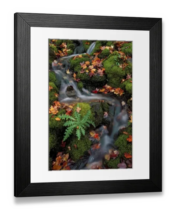Framed Print : USA, Michigan, Waterfall through mossy cover and autumn leaves Framed Print : USA, Michigan, Waterfall through mossy cover and autumn leaves