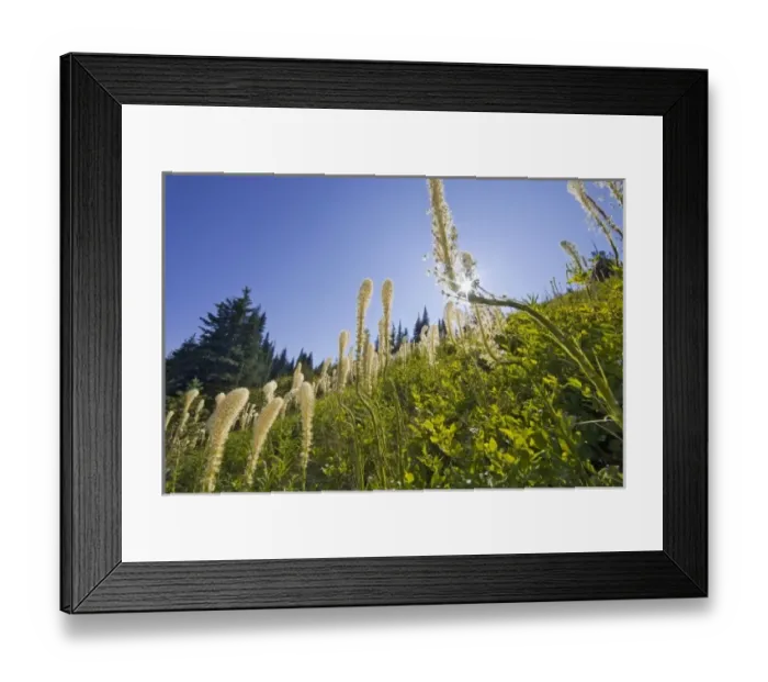 Framed Print : Beargrass on the slopes at Whitefish Mountain Resort in Whitefish, Montana