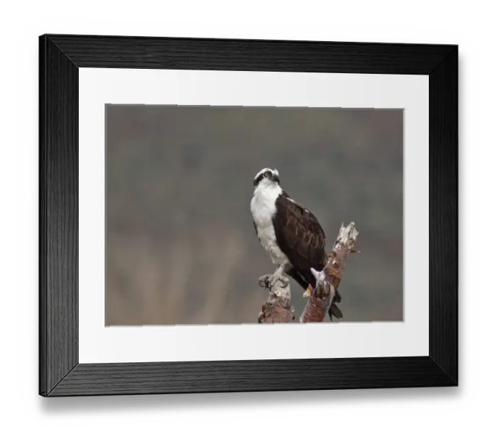 Framed Print : Osprey in tree in the Sawtooth National Recreation Area in Idaho Framed Print : Osprey in tree in the Sawtooth National Recreation Area in Idaho