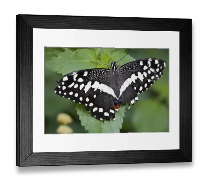 Framed Print : USA, Georgia, Pine Mountain. A swallowtail butterfly Framed Print : USA, Georgia, Pine Mountain. A swallowtail butterfly