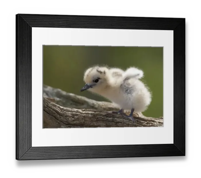 Framed Print : USA, North America, Hawaii Framed Print : USA, North America, Hawaii