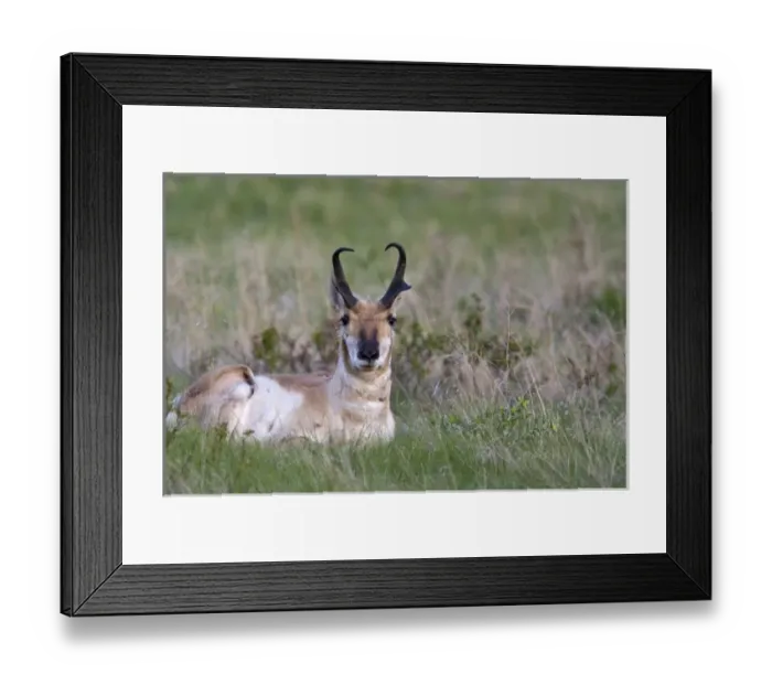 Framed Print : USA, North America, Montana